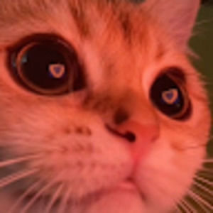 Meet your Posher, Amelia